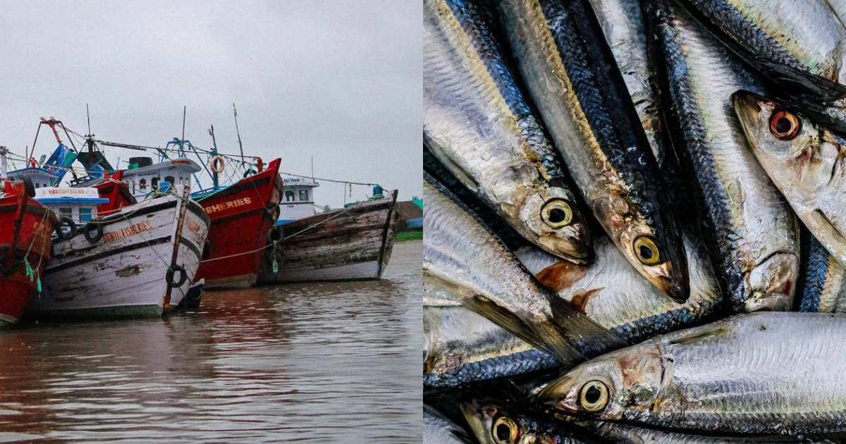 Fishermen returning with empty nets amid fish shortage during monsoon season in coastal Karnataka