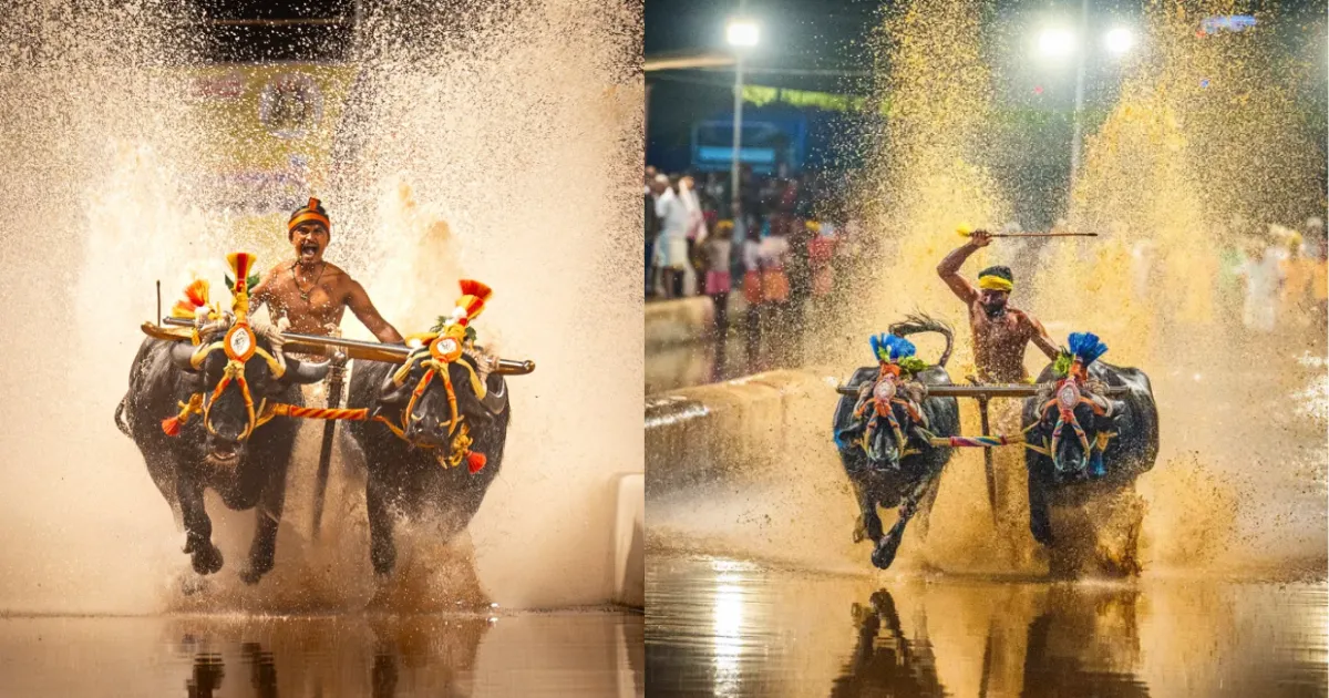 2026-27 ಕಂಬಳ ವೇಳಾಪಟ್ಟಿ ಬಿಡುಗಡೆ ಹಾಗೂ ಮೈಸೂರಿನಲ್ಲಿ ನಡೆಯಲಿರುವ ಐತಿಹಾಸಿಕ ಕಂಬಳ ಕಾರ್ಯಕ್ರಮ