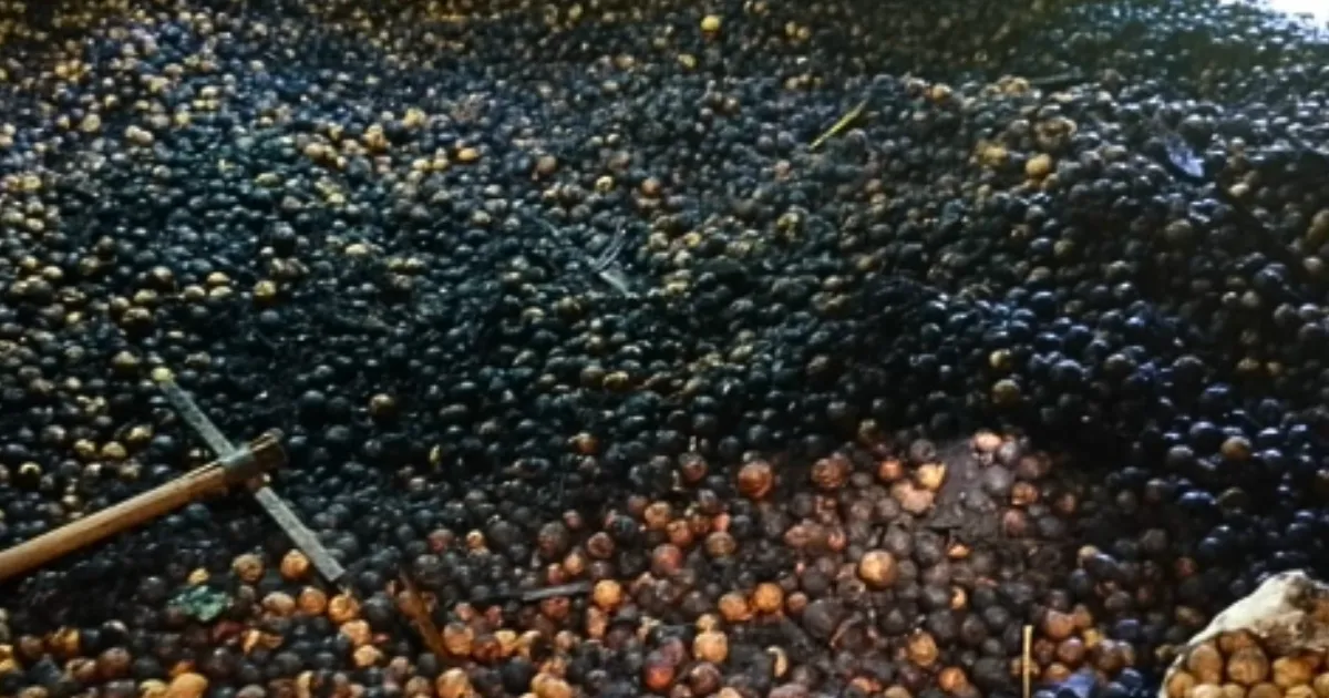 ಕಾರವಾರ ಅಗ್ನಿ ಅವಘಡದಲ್ಲಿ ಸುಟ್ಟುಹೋದ ಅಡಿಕೆ ಚೀಲಗಳು