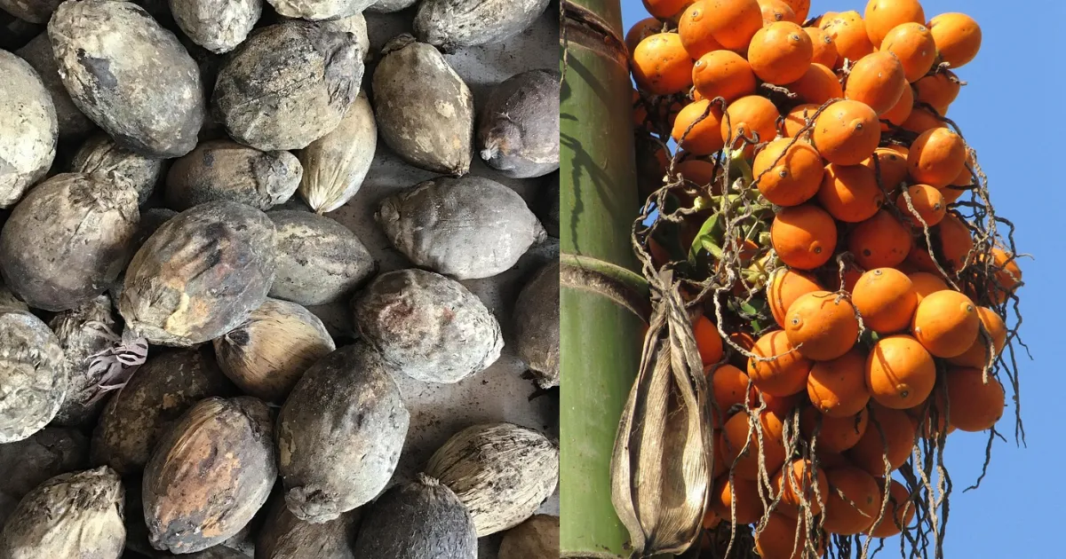 ಮಂಗಳೂರು ಚಾಲಿ ಮಾರುಕಟ್ಟೆಯಲ್ಲಿ ಹೊಸ ಅಡಿಕೆ ದರ ಏರಿಕೆ