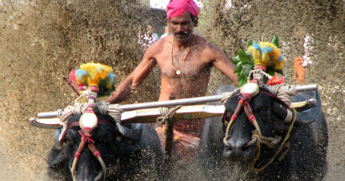 ಕಂಬಳ ಲೈವ್ ಸ್ಕೋರ್‌ಬೋರ್ಡ್‌ನಲ್ಲಿ ಕೋಣಗಳ ಓಟದ ಸಮಯ, ಯಜಮಾನ ಮತ್ತು ಓಟಗಾರರ ಮಾಹಿತಿ